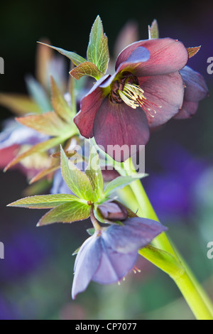 Un nommé Hellebore Helleborus x hybridus 'Harvington Red' Banque D'Images