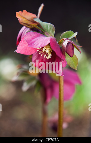 Un nommé Hellebore Helleborus x hybridus 'Harvington Red' Banque D'Images