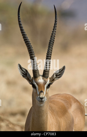 Grant's (Gazella granti) portrait Banque D'Images