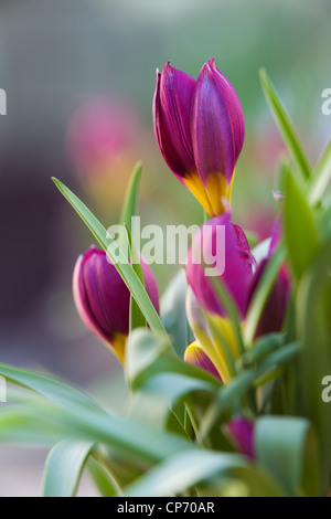 Nommé tulipes Tulipa humilis 'Persian Pearl' Banque D'Images