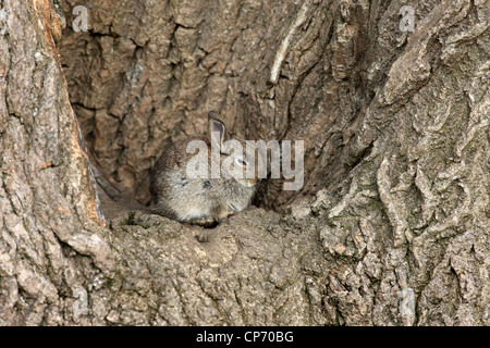 Jeune Lapin Oryctolagus cuniculus reposant dans le bol d'un frêne UK Banque D'Images