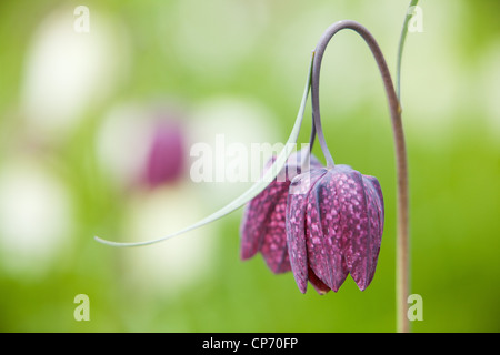 Fritillary Fritillaria meleagris ou tête du serpent Fritillary Banque D'Images