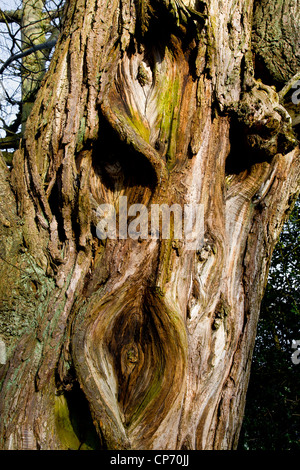 L'écorce noueuse et noeuds sur l'arbre. Banque D'Images