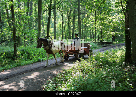 Chariot pour les touristes dans le parc national de Bialowieza, Pologne Banque D'Images