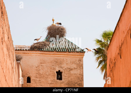 Une Cigognes blanches (Ciconia ciconia) nichent sur le toit de la palais El Badi construit dans les 1570's à Marrakech, Maroc, Afrique du Nord. Banque D'Images