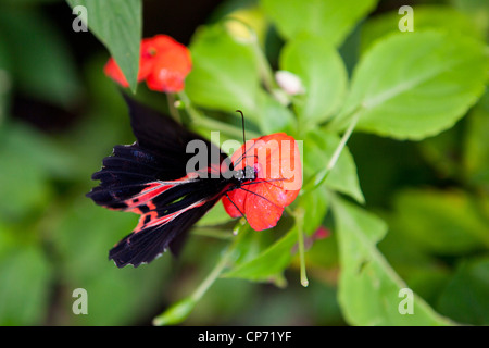 Un papillon noir avec marquages rouges, assis sur une fleur à Butterfly World, Klapmuts, Afrique du Sud Banque D'Images