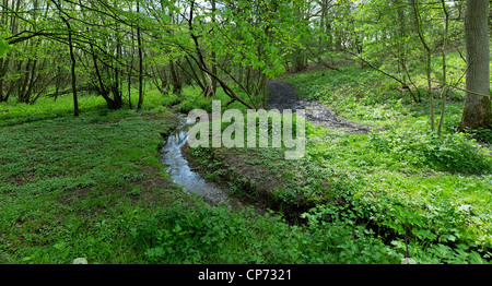 Un ruisseau qui traverse la forêt dans le parc Thorndon Banque D'Images