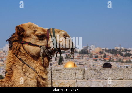 Jérusalem, Israël. Un chameau est de Mont des oliviers , avec le dôme doré sur le mont du temple à l'arrière-plan. Banque D'Images