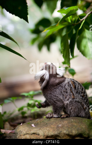 Un singe ouistiti assis dans un arbre à Butterfly World, Klapmuts, Afrique du Sud Banque D'Images