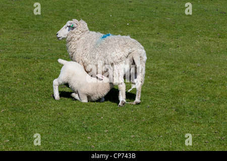 L'alimentation de l'agneau de sa mère sur Romney Marsh, près de Rye, East Sussex. Banque D'Images