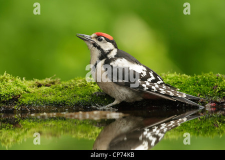 Pic mar (Dendrocopos syriacus syrien) permanent pour mineurs sur la mousse au bord d'une piscine bois Banque D'Images