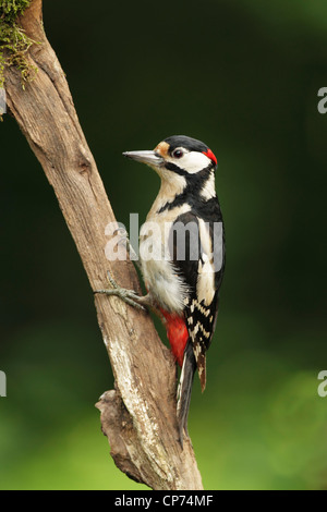 Pic épeiche mâle (Dendrocopos major) accroché sur une petite branche d'arbre, side view Banque D'Images