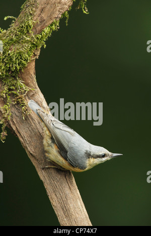 Tête Noire (Sitta europaea) accroché à une branche d'arbre en descendant avec la tête tourné vers le haut Banque D'Images