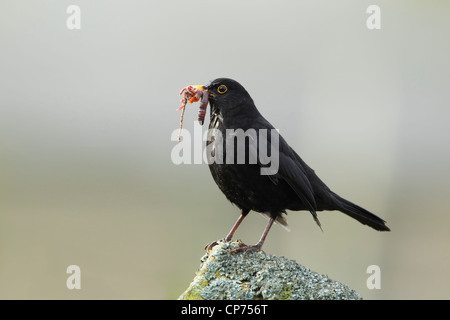 Blackbird Turdus merula (mâle) se trouvait sur un mur de pierre couvert de lichen avec un bec plein de vers Banque D'Images