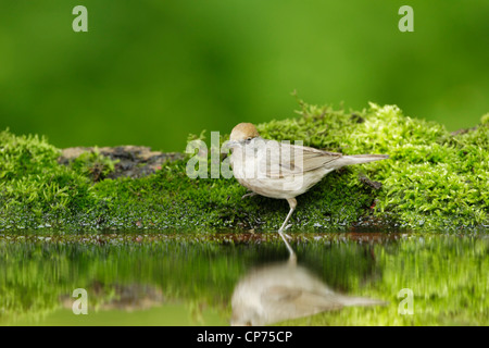 Blackcap (Sylvia atricapilla) Femmes au bord d'un étang des bois Banque D'Images