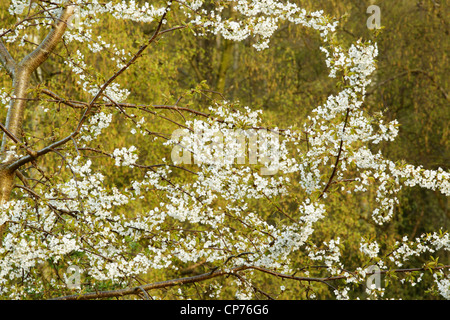 Fleur de cerisier chez les arbres forestiers mixtes à Greenhow Woods à North York Moors National Park Banque D'Images