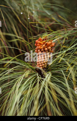 Les jeunes de plus en plus sur un cône de pin pin canarien, Pinus canariensis. Banque D'Images