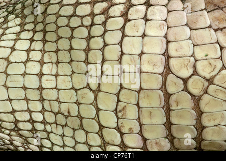 Alligator Alligator, mississippienensis, détail des écailles ventrales, Louisiane Banque D'Images