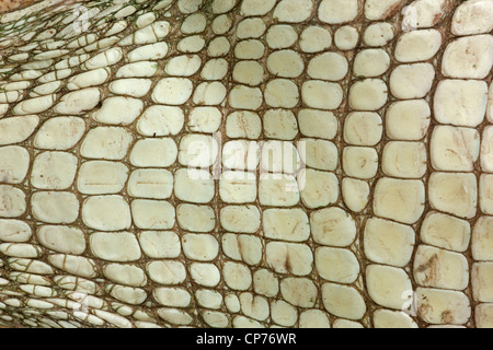 Alligator Alligator, mississippienensis, détail des écailles ventrales, Louisiane Banque D'Images