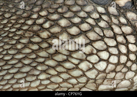 Alligator Alligator, mississippienensis, détail des écailles ventrales, Louisiane Banque D'Images