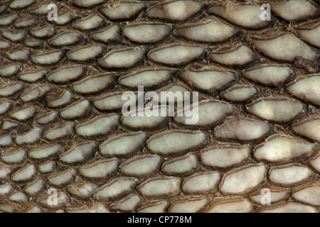 Alligator Alligator, mississippienensis, détail des écailles ventrales, Louisiane Banque D'Images