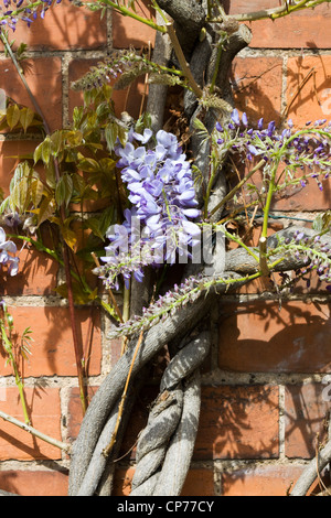 Wisteria qui serpente autour d'un mur de brique rouge en Angleterre Banque D'Images