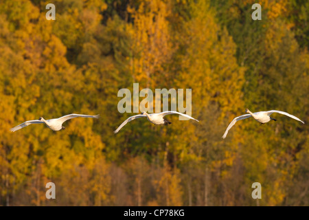 Les cygnes trompettes en vol à Potter Marsh près d'Anchorage, Southcentral Alaska, automne Banque D'Images