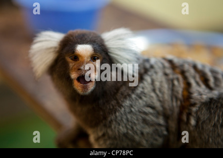 Un singe ouistiti assis dans un arbre à Butterfly World, Klapmuts, Afrique du Sud Banque D'Images