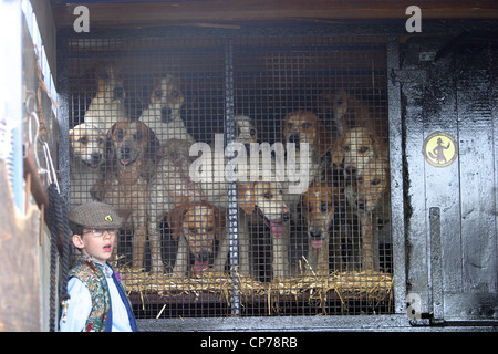 Jeune garçon avec des chiens de chasse fox à la vapeur et Stockley Heddington Rally. Banque D'Images