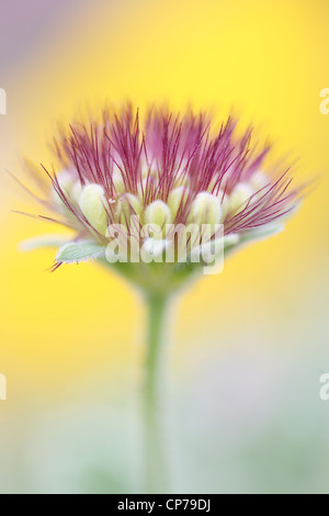 Fleur pourpre. Banque D'Images