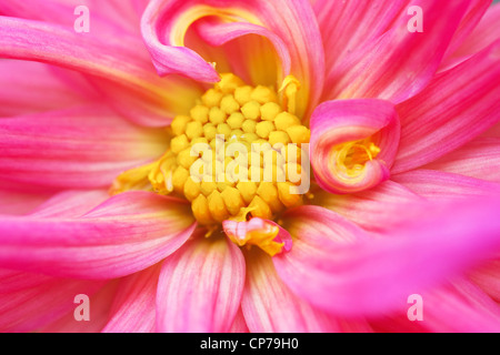 Ruskin 'Charlotte', Dahlia, Rose. Banque D'Images