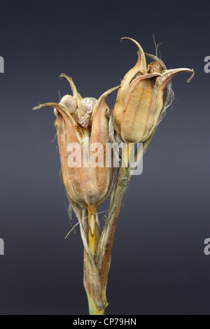 Iris spuria, Iris, iris bleu, marron, gris. Banque D'Images