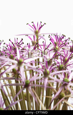 L'allium christophii, Allium, violet, blanc. Banque D'Images