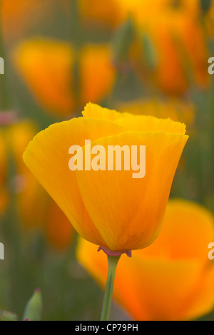 Eschscholzia californica Pavot de Californie, pavot,, Orange. Banque D'Images