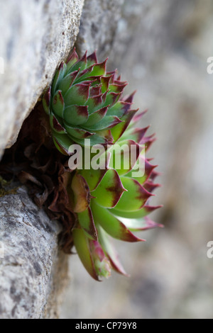 Sempervivum calcareum, Houseleek, vert, gris. Banque D'Images