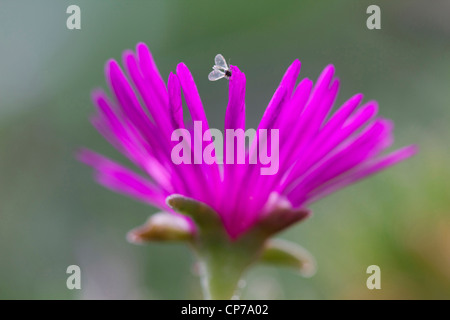 Lampranthus amoenus, MIDI, Fleur Rose. Banque D'Images