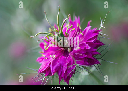 Nigella damascena persan 'Bijoux', l'amour-dans-un-mist, rose, vert. Banque D'Images