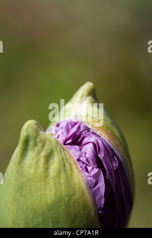 Papaver somniferum, coquelicot, pavot, violet, vert. Banque D'Images