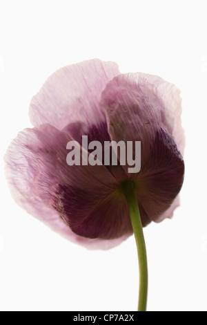 Le pavot à opium, Papaver somniferum fleurs pourpre éclairé par LED sur un fond blanc. Banque D'Images