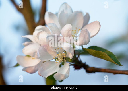 Malus domestica 'Worcester Pearmain', Apple, Rose. Banque D'Images