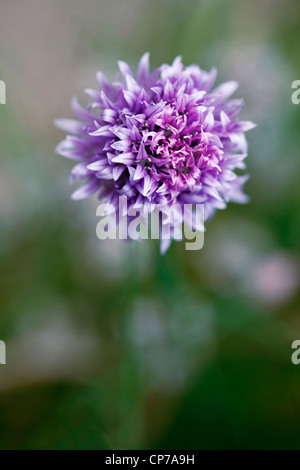 Allium schoenoprasum, ciboulette, fleur pourpre close up in shallow focus. Banque D'Images