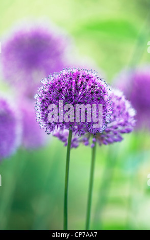 Allium aflatunense 'Purple Sensation', Allium, mauve. Banque D'Images