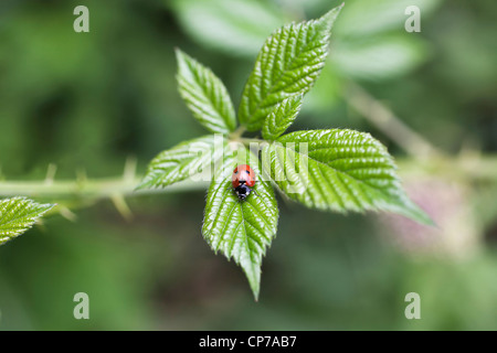 Rubus fruticosus, Blackberry, sauvage, vert, vert. Banque D'Images