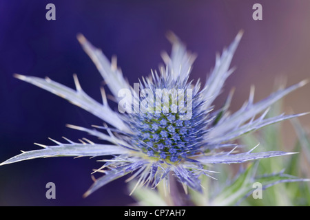 Eryngium x oliverianum, Holly, la mer bleu. Banque D'Images