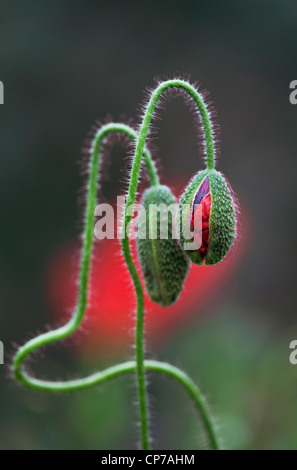 Papaver rhoeas, coquelicot, Rouge. Banque D'Images