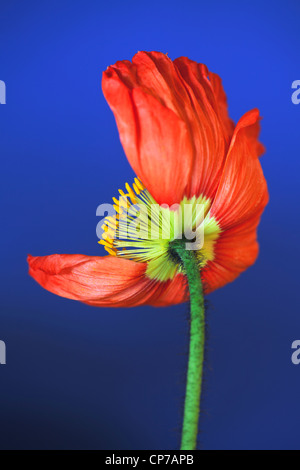 Papaver croceum, Papaver nudicale, coquelicot, pavot d'Islande, rouge, bleu. Banque D'Images