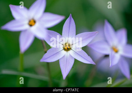 Ipheion uniflorum Ipheion,. Banque D'Images