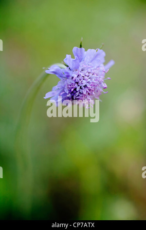 Knautia arvensis seul champ bleu scabious flower Banque D'Images