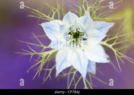 Nigella damascena persan 'Bijoux', l'amour-dans-un-mist, Bleu. Banque D'Images