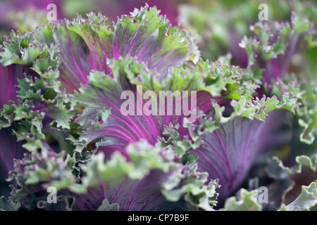 Brassica oleracea cultivar, chou, chou ornemental, Violet. Banque D'Images